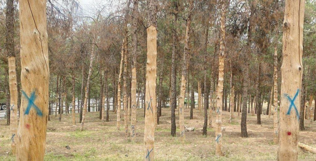 شهرداری شعار"زنده باد درخت" می دهد اما در سال هزار میلیارد تومان از قطع درختان درآمد کسب می کند
