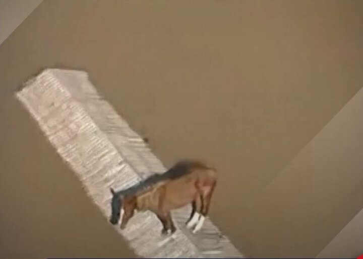 ببینید | تصاویری از گرفتار شدن اسب روی بام یک خانه در منطقه سیل‌زده