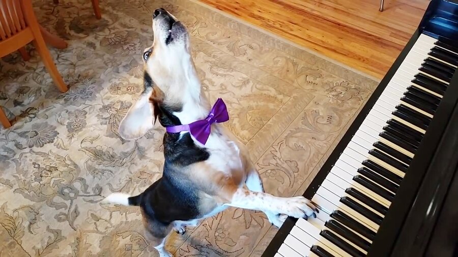 ویدیویی جالب از اجرای یک سگ خانگی با پیانو منتشر شده که در فضای مجازی...