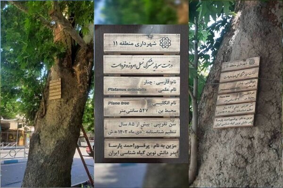 نام‌گذاری کهن‌سال‌ترین درخت چنار در خیابان ولیعصر؛ نام چه‌کسی برای این درخت انتخاب شد؟ /عکس
