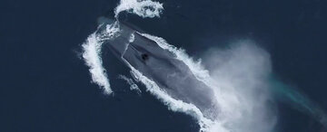 نتیجه باورنکردنی 3900 ساعت گوش دادن به صدای نهنگ آبی!