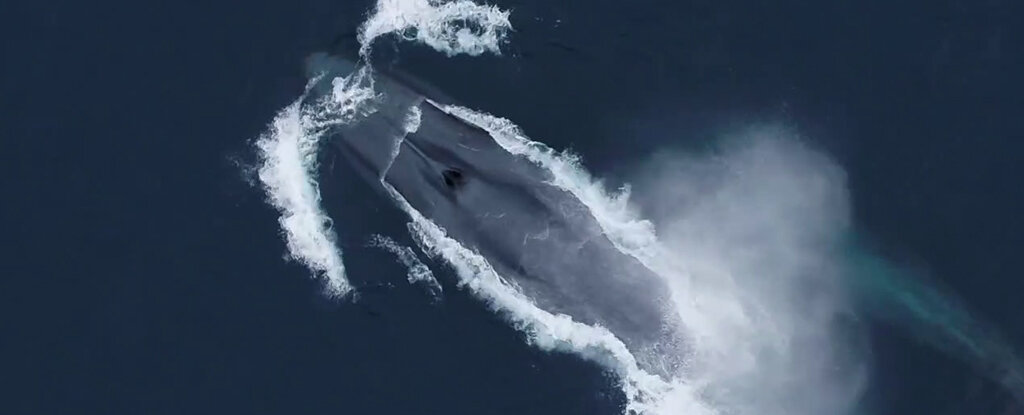 محققان، نتایج مطالعه جامعی را روی نهنگ‌ آبی در قطب جنوب منتشر کرده‌اند؛...