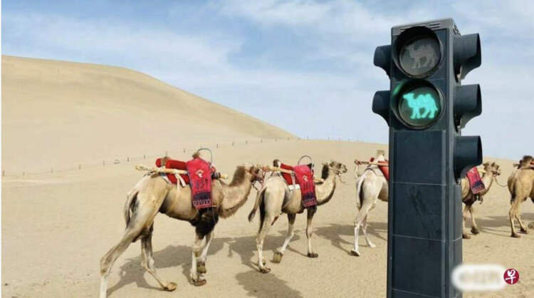 نصب چراغ راهنمایی و رانندگی در صحرا ویژه شترسوارها/ عکس