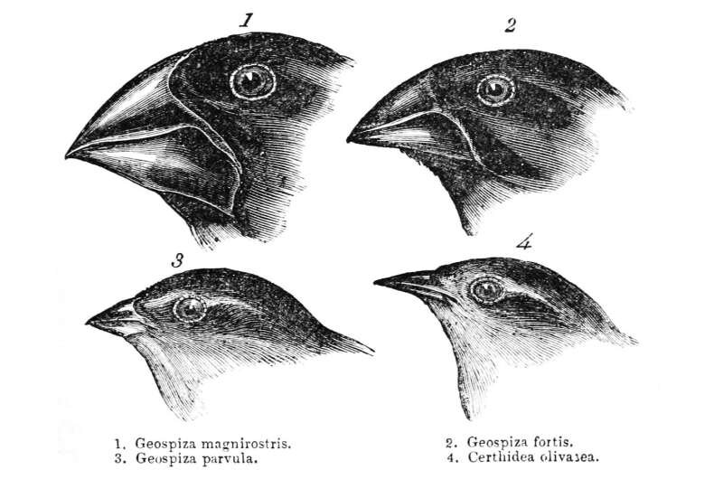کلید پیشبینی فرگشت گونههای جانوری کشف شد