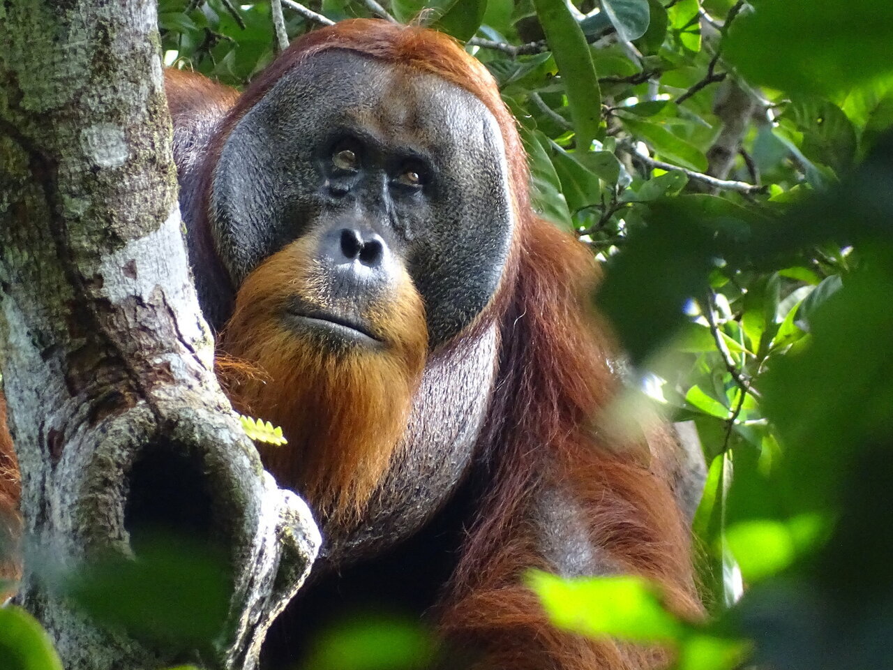 اقدام درمانی جالب این اورانگوتان همه را شگفتزده کرد / عکس 3
