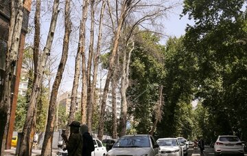 تصاویر | توضیحات خبرگزاری خبرآنلاین درباره بازنشر خبر قطع درختان در خیابان ولیعصر