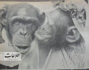 تصاویر | مراسم ازدواج ۲ میمون در باغ وحش تهران!