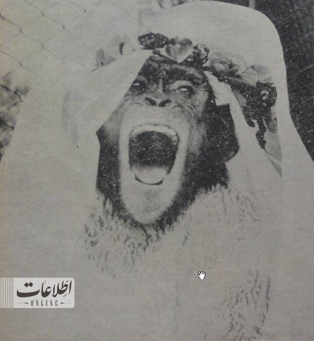 عکس‌های مراسم ازدواج ۲ میمون در باغ وحش تهران را ببینید!
