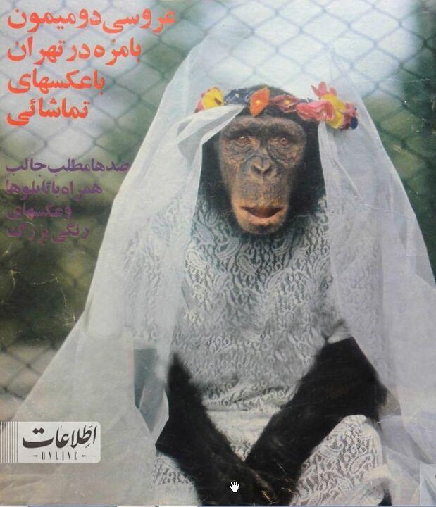 عکس‌های مراسم ازدواج ۲ میمون در باغ وحش تهران را ببینید!