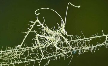 عکس | ظاهر ترسناک و عجیب ملخ سرخسی!