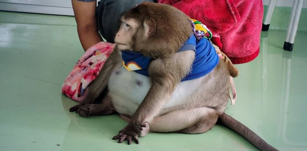 گودزیلای تایلندی بر اثر چاقی مرد/ عکس