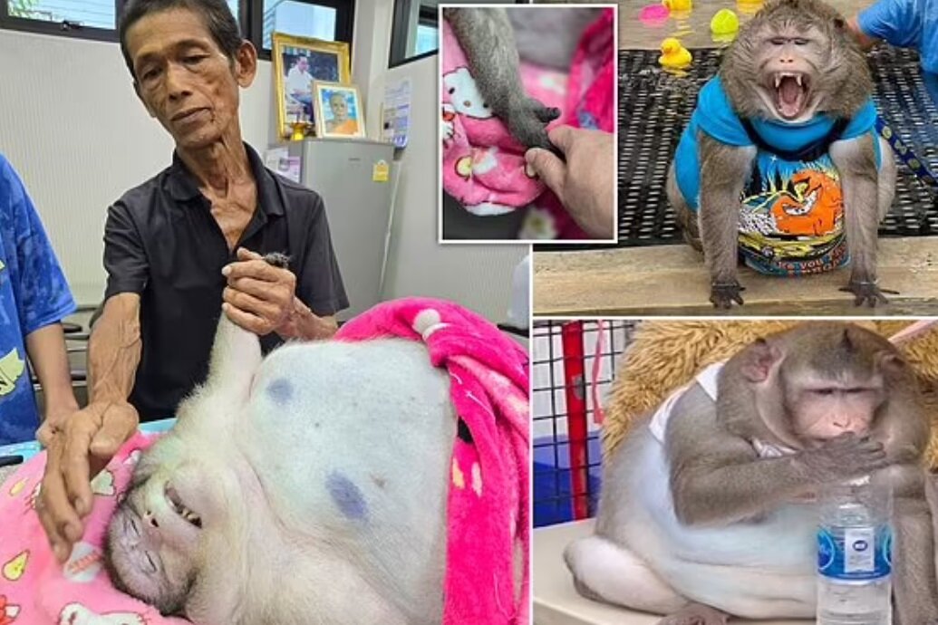 گودزیلای تایلندی بر اثر چاقی مرد/ عکس