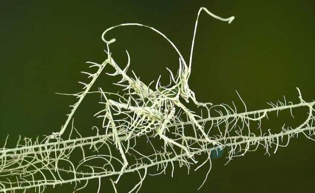 عکس | ظاهر ترسناک و عجیب ملخ سرخسی!