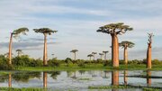 رازگشایی از بائوباب، درخت وارونه‌ای که از آفریقا تا استرالیا شنا کرد / عکس