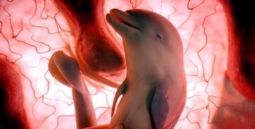 جنین-دلفین.jpg