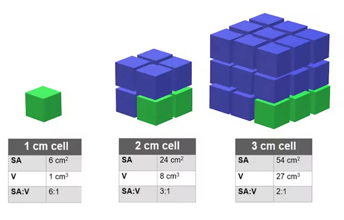 نسبت حجم و مساحت سلول