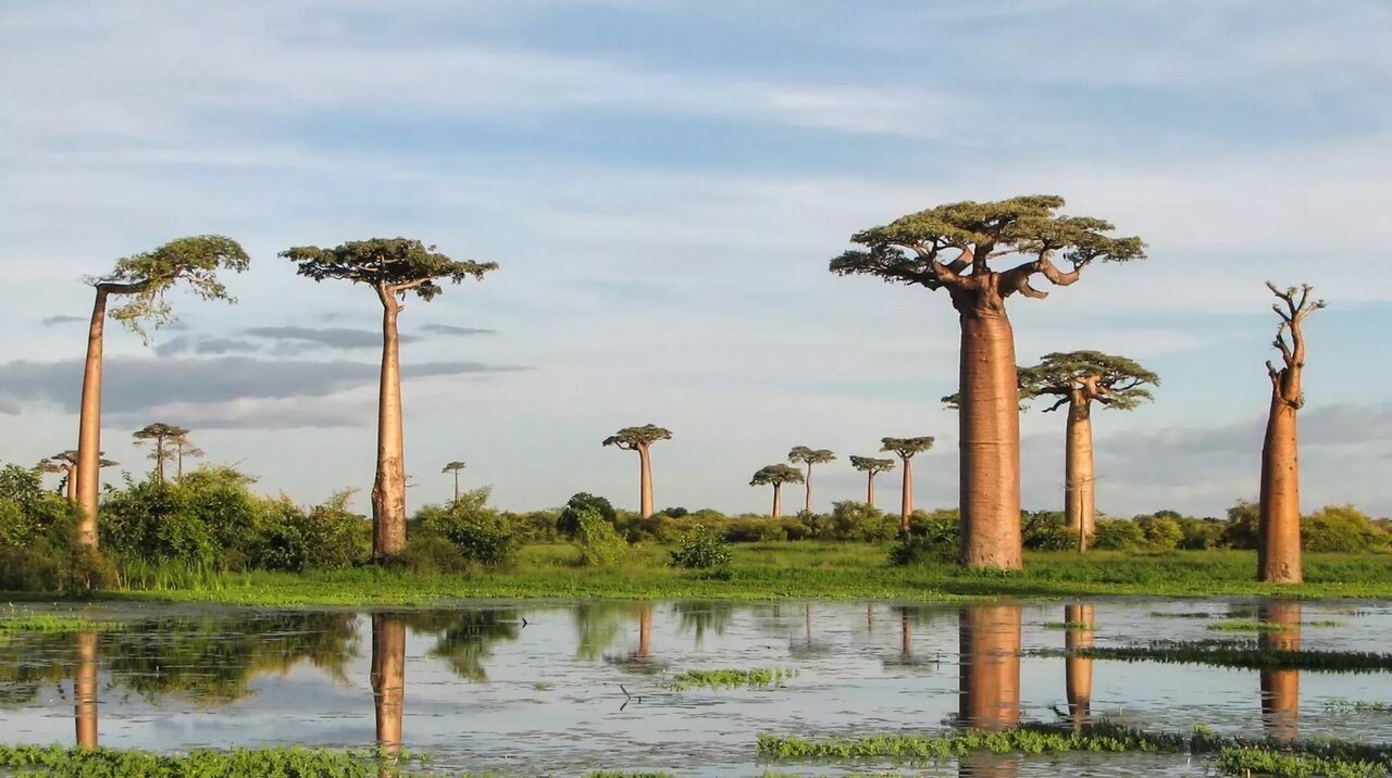 تحقیقات جدید حکایت از آن دارد که درختان وارونه از ماداگاسکار سرچشمه...