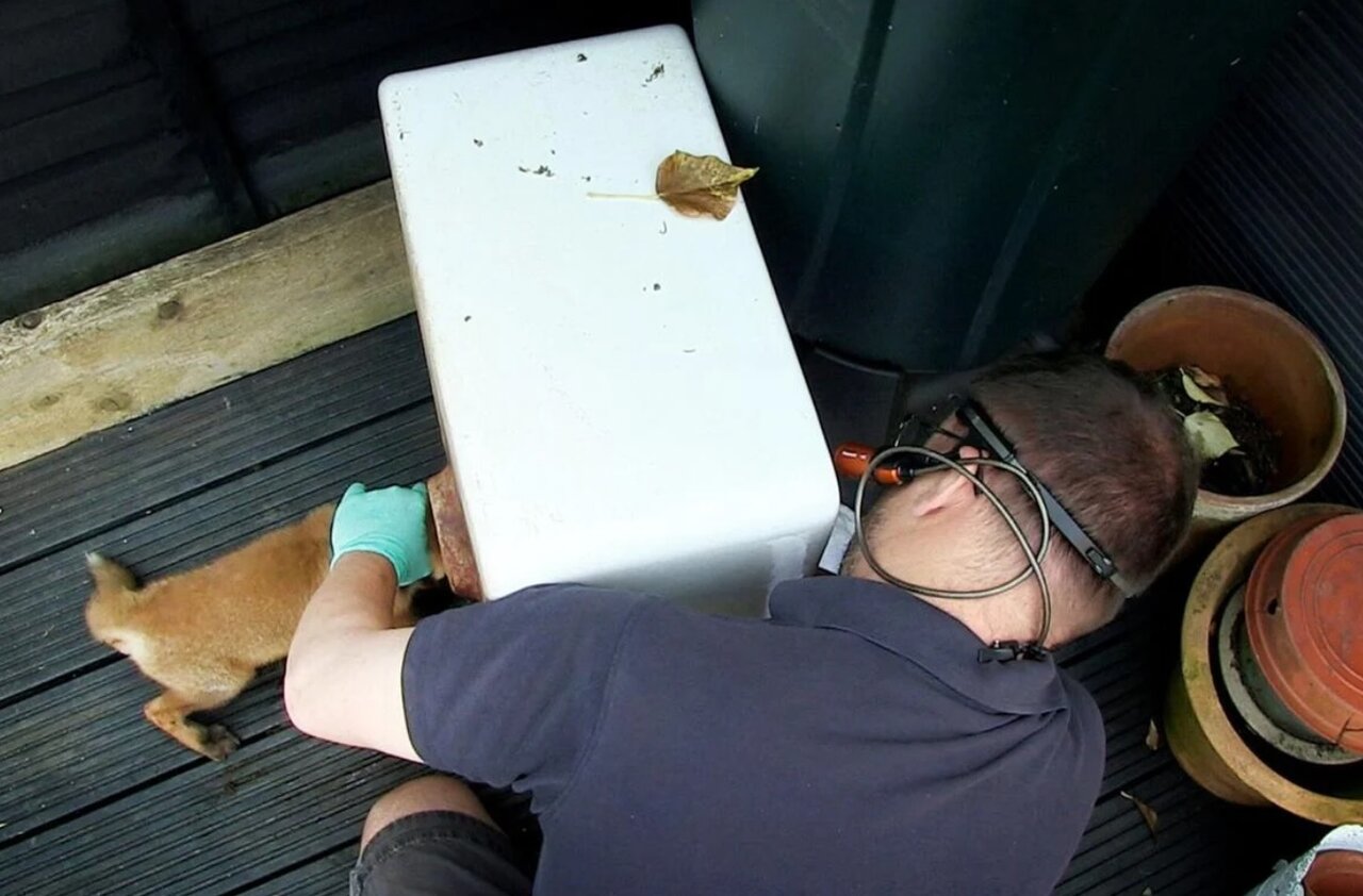 نجات تولهروباه از حفره سینک ظرفشویی/ عکس