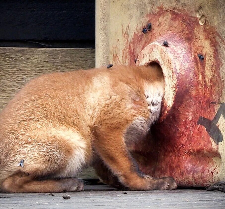 نجات تولهروباه از حفره سینک ظرفشویی/ عکس