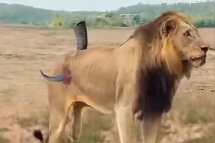 ببینید | وضعیت فاجعه‌بار یک شیر بعد از حمله بوفالو!