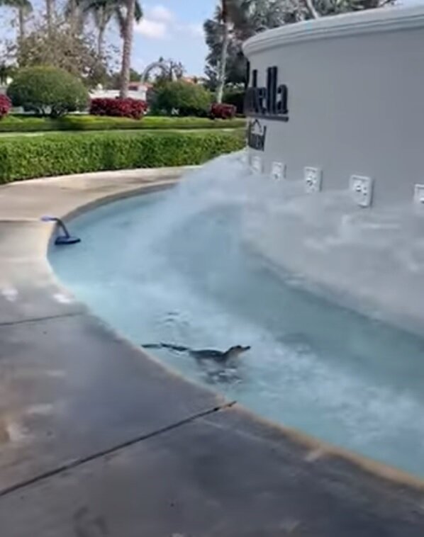 ویدئویی جالب از فرار بچه تمساح از گرما