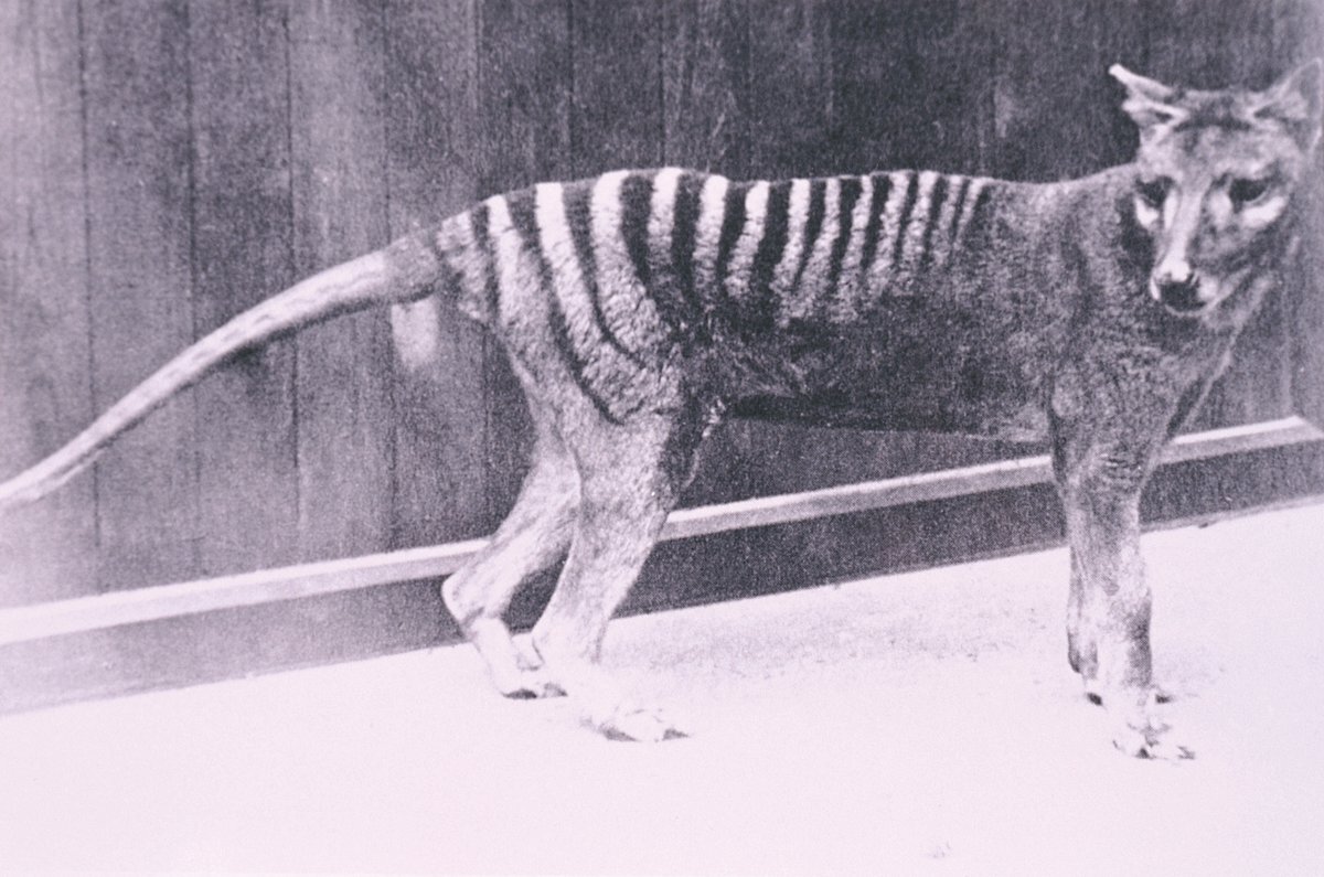 دیده شدن حیوانی که ۹۰ سال پیش منقرض شده بود/ شبیه سگ اما با صدای گربه!/ عکس  