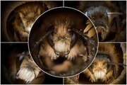 چهره زنبورها مانند انسان‌ها با یکدیگر فرق می‌کند/ عکس
