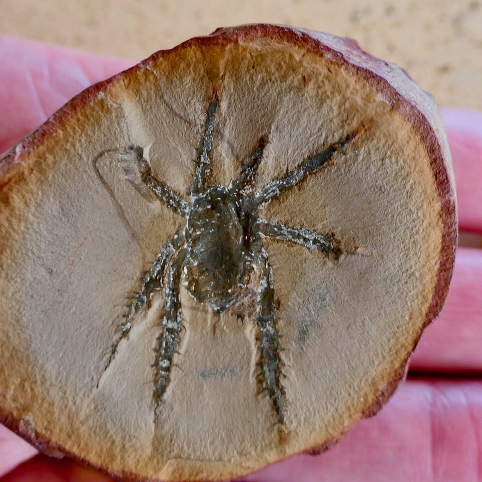 Douglassarachne acanthopoda، عنکبوتی ۳۰۸ میلیون ساله با پاهای خاردار، در...