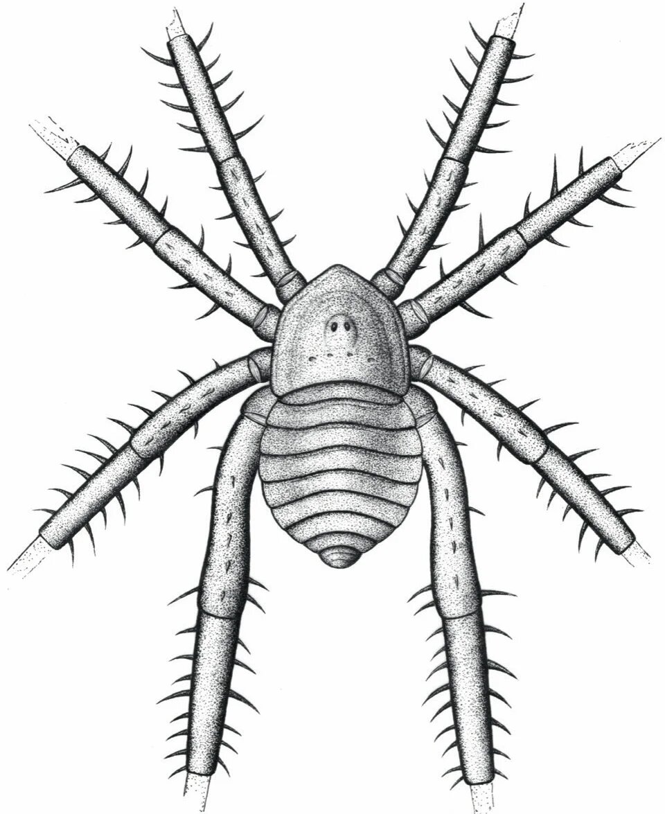 عنکبوت‌های باستانی ظاهری عجیب و ترسناک داشتند/ عکس