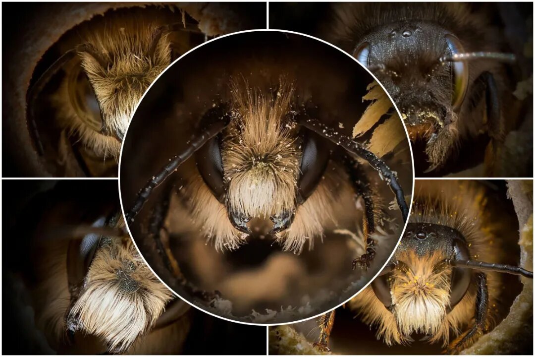 جاش فوروود در مجموعه‌ی جذابی از پرتره‌ی زنبورها نشان می‌دهد که برخلاف...