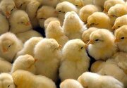 رشد ۲۹درصدی جوجه‌ریزی در واحدهای پرورش مرغ قزوین
