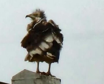 مشاهده ۲کرکس مصری درچهارمحال و بختیاری مشاهده ۲کرکس مصری درچهارمحال و بختیاری