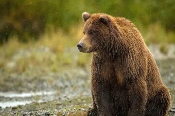خرس قهوه ای پارک ملی صیداو چرا تن به آب زد؟