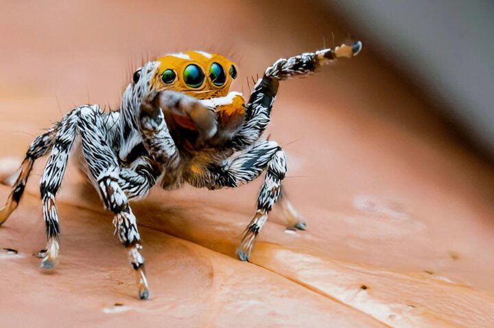 ببینید | واکنش شگفت‌انگیز یک عنکبوت به مشاهده تصویر خود در آینه