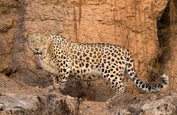عکسی بینظیر برای دوستداران حیات وحش ایران/ ۴ پلنگ در یک قاب عکسی بینظیر برای دوستداران حیات وحش ایران/ ۴ پلنگ در یک قاب