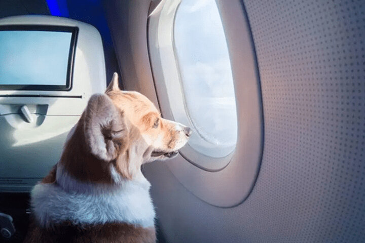 ببینید | شیوه جالب انتقال حیوانات خانگی به داخل هواپیما