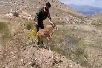 رها سازی یک راس قوچ وحشی در پارک ملی سرخه حصار / عکس