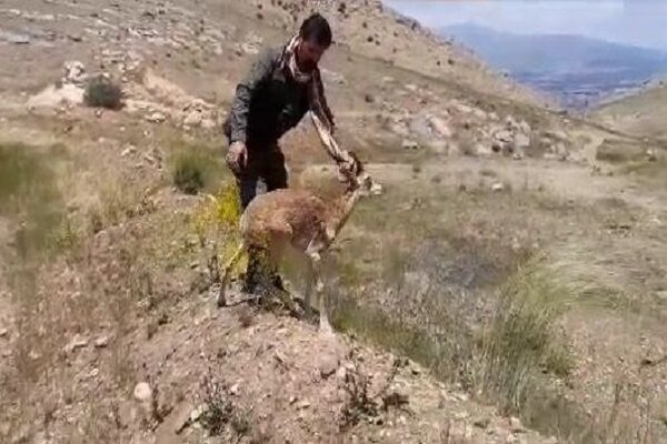 رها سازی یک راس قوچ وحشی در پارک ملی سرخه حصار / عکس 2