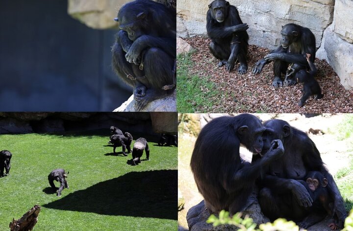 ببینید | شامپانزه‌ای که ۳ ماه است نوزاد مرده خود را رها نمی‌کند
