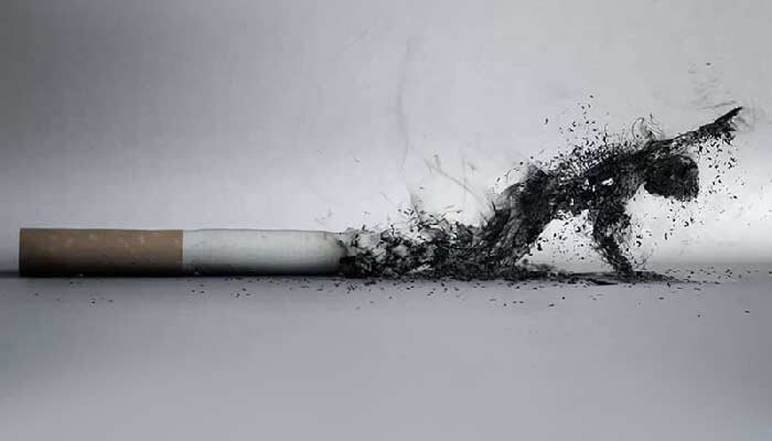سیگار هم برای شما ضرر دارد و هم محیطزیست؛ مرگ ۸ میلیون نفر در سال/ قطع سالانه ۶۰۰ میلیون اصله درخت برای تولید ۶ هزار میلیارد نخ سیگار