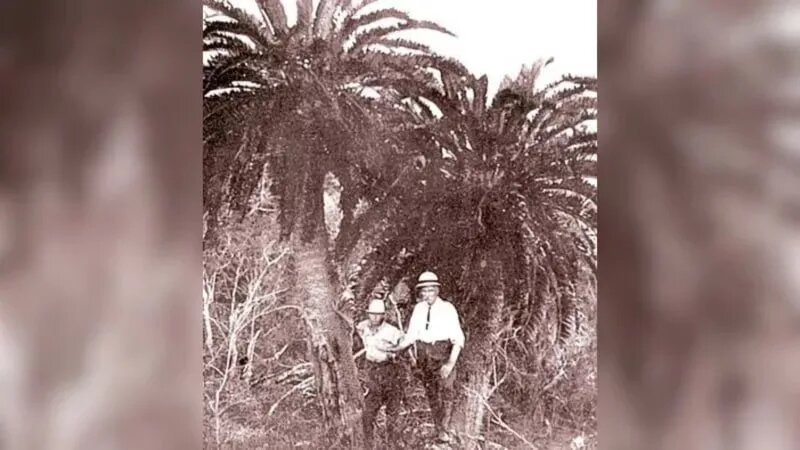 هوش مصنوعی برای درختان زوج پیدا میکند!