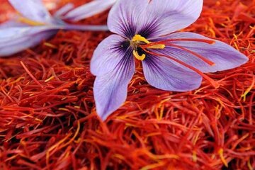 اختصاص ۴۵ هکتار از اراضی کشاورزی ماهنشان به کشت زعفران