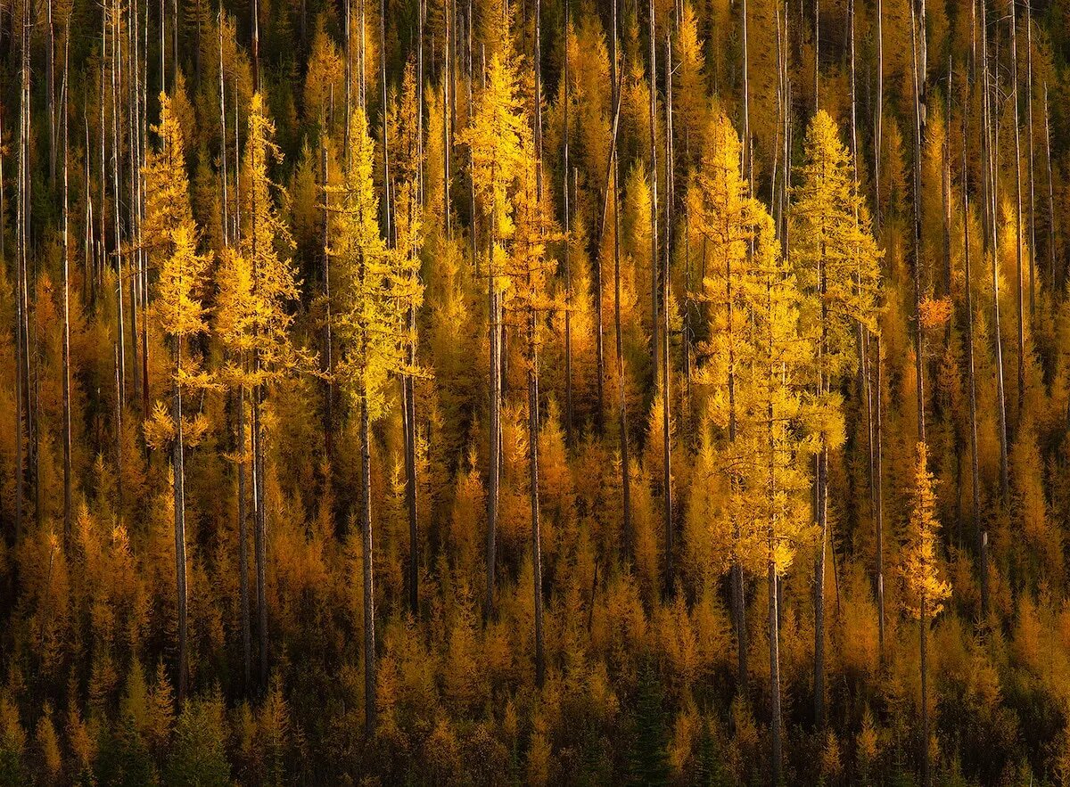 درختان زرد پاییزی رشته کوه کتل شرمن پس واشنگتن