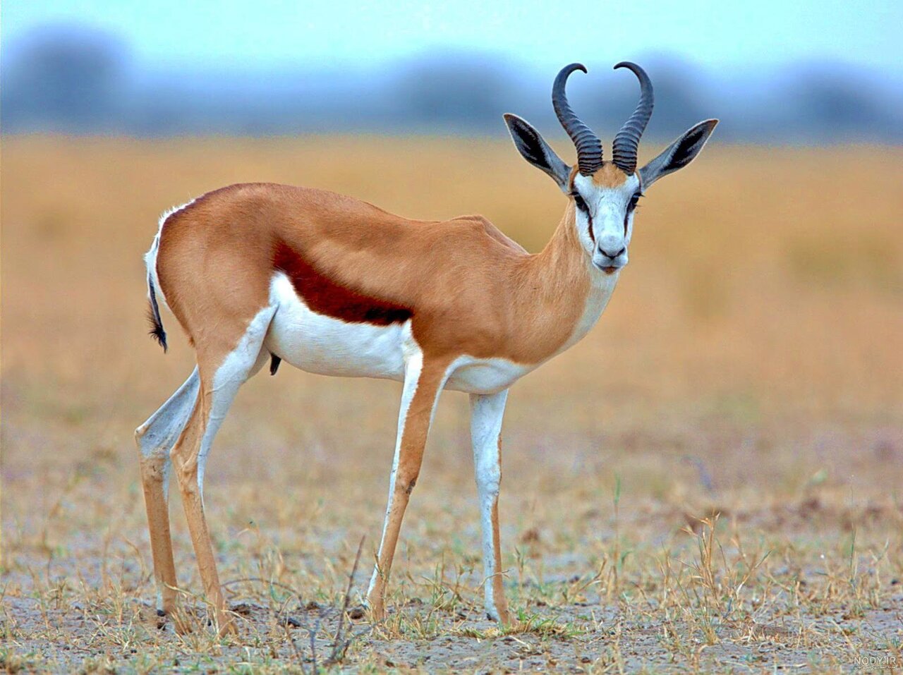 ببینید | فرار هوشمندانه آهوی شاخدار از چنگال یوزپلنگ