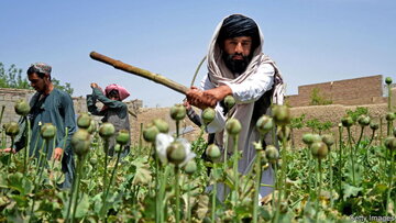 طالبان زمین‌های کشت تریاک را از بین برد/عکس