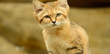 مشاهده یک گونه کمیاب در پناهگاه حیات وحش عباس آباد / عکس