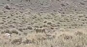 ببینید | مشاهده ۲ یوزپلنگ آسیایی در منطقه یوزکنام پل ابریشم سمنان