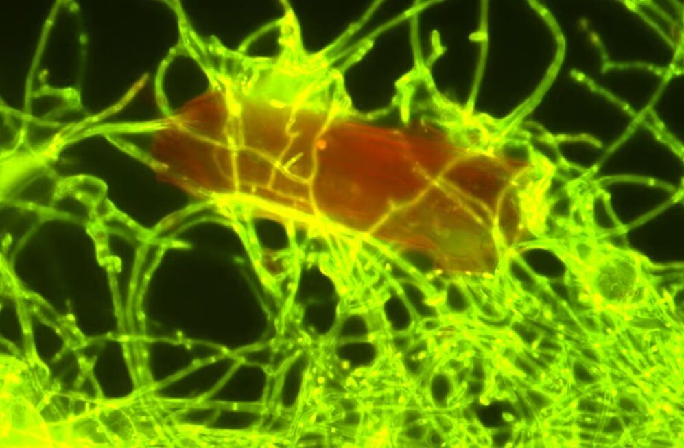 کشف نوعی قارچ دریایی که به پاکسازی دریاها کمک میکند!