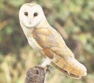 رهاسازی جغد سفید در طبیعت/ عکس