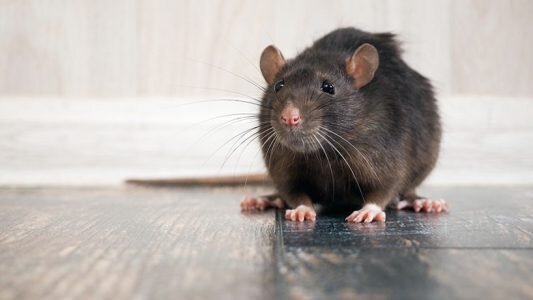 ببینید | حمله باورنکردنی یک عنکبوت برای شکار موش!